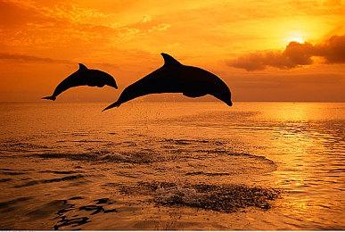 Phil Spencer：在“抵制文化”中坚持自我真的很不容易