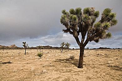 分析师：明年Game Pass营收将达到惊人的55亿美元